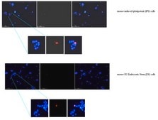 Anti-Zscan4 Antibody from rabbit, purified by affinity chromatography
