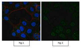 Anti-Ubiquitin, Lys48-Specific, clone Apu2, Alexa Fluor™ 488 conjugate clone Apu2, from rabbit, ALEXA FLUOR™ 488