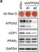 Anti-UCP-1 antibody produced in rabbit affinity isolated antibody, buffered aqueous solution