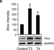 Anti-GAPDH antibody, Mouse monoclonal clone GAPDH-71.1, purified from hybridoma cell culture