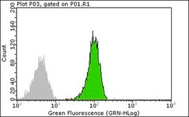 Anti-Ras Antibody, clone RAS10 clone RAS10, Upstate®, from mouse