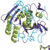 Proteinase K from Tritirachium album buffered aqueous glycerol solution, Molecular Biology, ≥800 units/mL