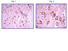 Anti-Lhx2 Antibody from rabbit, purified by affinity chromatography