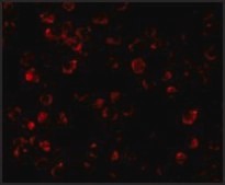Anti-IRAK-4 antibody produced in rabbit affinity isolated antibody, buffered aqueous solution