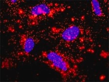 Monoclonal Anti-CASP9 antibody produced in mouse clone 3B8-4G2, purified immunoglobulin, buffered aqueous solution