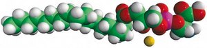 18:0 Lyso PS 1-stearoyl-2-hydroxy-sn-glycero-3-phospho-L-serine (sodium salt), powder