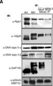 Anti-phospho-Ser/Thr-Pro MPM-2 Antibody clone MPM-2, Upstate®, from mouse