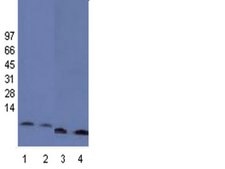 Anti-Histone H4 Antibody, pan, clone 62-141-13, rabbit monoclonal clone 62-141-13, Upstate®, from rabbit