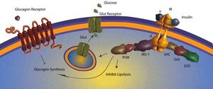 Insulin human ≥95% (HPLC), semisynthetic, powder, non-sterile