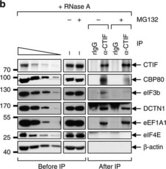 Anticuerpo anti-EF1α, clon CBP-KK1 clone CBP-KK1, Upstate®, from mouse