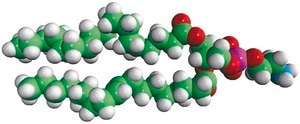 Brain PE Avanti Research™ - A Croda Brand 840022C