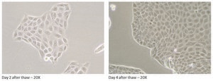 Canine MDR1 Knockout, Human BCRP Knockin MDCKII Cells