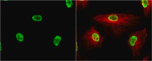 Anti-TRIM28 antibody produced in rabbit