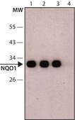 Anti-NQO1 (C-terminal) antibody produced in rabbit ~1 mg/mL, affinity isolated antibody, buffered aqueous solution