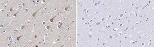Anti-LC3A Antibody, clone 3J12 ZooMAb® Rabbit Monoclonal recombinant, expressed in HEK 293 cells