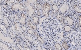 抗c-Myc抗体 クローン7E18 ZooMAb®ウサギモノクローナル recombinant, expressed in HEK 293 cells
