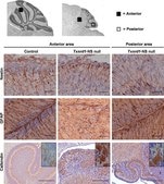 Anti-Glial Fibrillary Acidic Protein Antibody, clone GA5 ascites fluid, clone GA5, Chemicon®