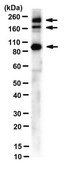 Anti-Myoferlin Antibody, clone 159 culture supernatant, clone 159, from mouse