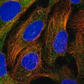 Anti-CEP295 antibody produced in rabbit Prestige Antibodies® Powered by Atlas Antibodies, affinity isolated antibody, buffered aqueous glycerol solution