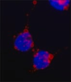 Anti-HA antibody, Mouse monoclonal clone HA-7, purified from hybridoma cell culture