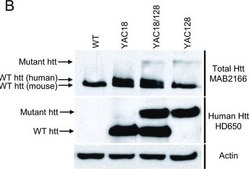 Anticuerpo anti-proteína huntingtina, a.a. 181-810, clon 1HU-4C8 ascites fluid, clone 1HU-4C8, Chemicon®