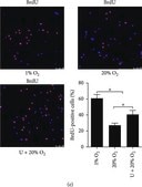 Anti-BrdU antibody, Mouse monoclonal clone BU-33, purified from hybridoma cell culture