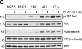 Anti-FAK Antibody Upstate®, from rabbit