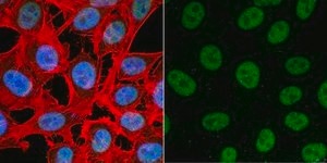 Anti-TATA-Binding-Protein Antibody ascites fluid, Chemicon®