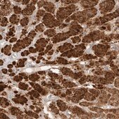 Anti-RAB32 antibody produced in rabbit Prestige Antibodies® Powered by Atlas Antibodies, affinity isolated antibody, buffered aqueous glycerol solution