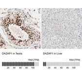 Anti-DAZAP1 antibody produced in rabbit Ab1, Prestige Antibodies® Powered by Atlas Antibodies, affinity isolated antibody, buffered aqueous glycerol solution
