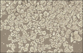 3dGRO® Spheroid Medium