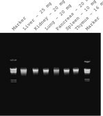 GenElute™ Mammalian Genomic DNA Miniprep Kits sufficient for 350 purifications