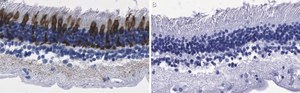 Anti-Red/Green Opsin Antibody, clone 1D2 ZooMAb® Rabbit Monoclonal recombinant, expressed in HEK 293 cells
