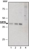 Anti-Sirt6 (N-terminal) antibody produced in rabbit ~1 mg/mL, affinity isolated antibody, buffered aqueous solution