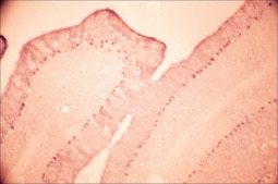 Anti-Glutamate Receptor NMDAR1 (NR1) antibody produced in rabbit affinity isolated antibody, buffered aqueous solution
