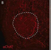 Anti-Choline Acetyltransferase Antibody Chemicon&#174;, from goat