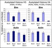 Anti-acetyl-Histone H3 Antibody from rabbit