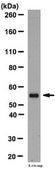Anticuerpo anti-VEGF from rabbit, purified by affinity chromatography