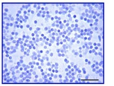 Anti-Glial Fibrillary Acidic Protein (GFAP) Antibody serum, Chemicon®
