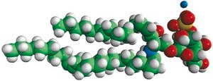 Sulfatides (Brain) Avanti Research™ - A Croda Brand