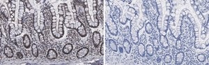Anti-Brd4 Antibody, clone 1J17 ZooMAb® Rabbit Monoclonal recombinant, expressed in HEK 293 cells