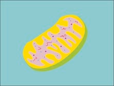 Mitochondria Isolation Kit sufficient for 50 applications (2-5 x 107 cells), isolation of enriched mitochondrial fraction from cells