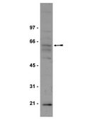 Anti-Myc Antibody Upstate®, from rabbit