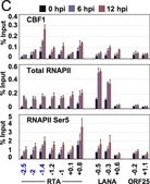Anti-RNA polymerase II Antibody, clone CTD4H8 clone CTD4H8, Upstate®, from mouse