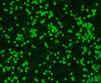 Human Cortical Glutamatergic Neurons Human iPSC line, Fully differentiated, Healthy Male Control (no known neurological disorders), Cryopreserved