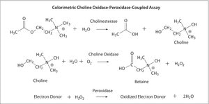 Acetylcholinesterase from Electrophorus electricus (electric eel) Type V-S, lyophilized powder, ≥1,000 units/mg protein