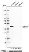 Anti-ZFPL1 antibody produced in rabbit Prestige Antibodies® Powered by Atlas Antibodies, affinity isolated antibody, buffered aqueous glycerol solution