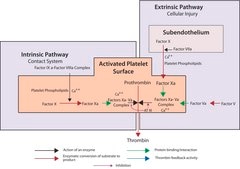 活性化第X因子(Xa) ウシ血漿由来 aqueous glycerol solution