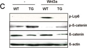 Monoclonal Anti-β-Actin antibody produced in mouse clone AC-74, purified immunoglobulin, buffered aqueous solution