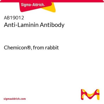 Anti-Laminin Antibody Chemicon®, from rabbit
